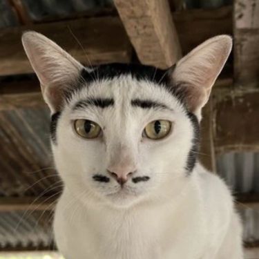 Аватар