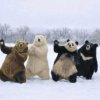 Иконка канала 🧸Teddy house🧸
