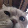 Иконка канала @Katie2962cat