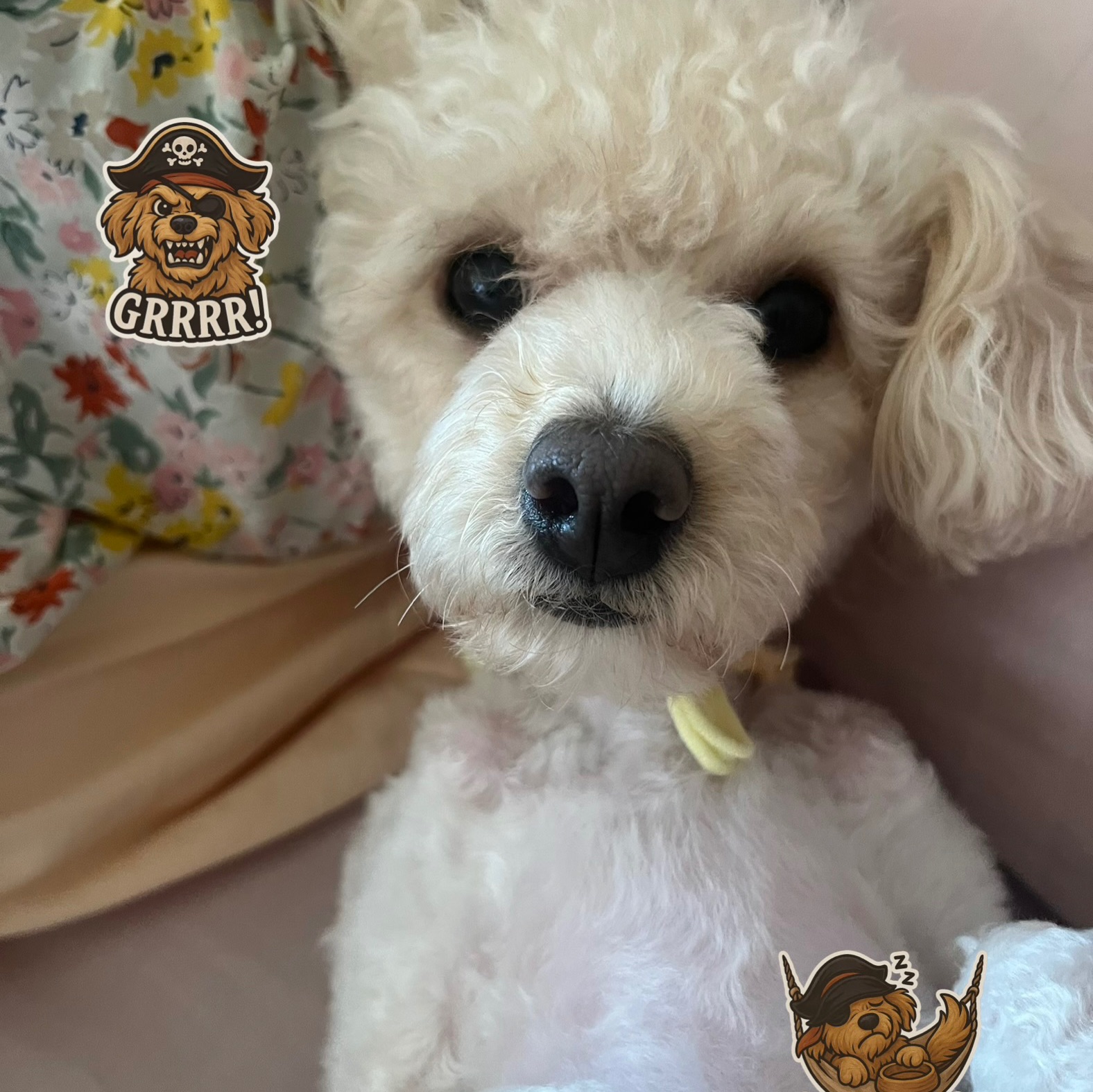 Иконка канала Ksenia poodle 🐩🐩🐩