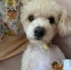 Иконка канала Ksenia poodle 🐩🐩🐩