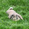 Иконка канала Однаждывсаду