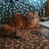 Иконка канала АЛИСА НЕЗЕМНАЯ ,подписываемся На Мой Канал.
