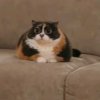 Иконка канала Котость