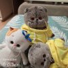Иконка канала 🐾✨Приключения Басика✨🐾