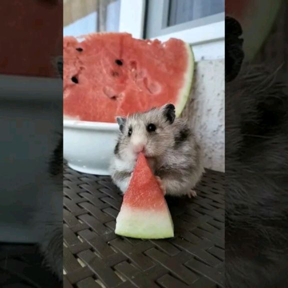 Иконка канала Хомячок ням-ням.
