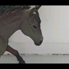 Иконка канала horse