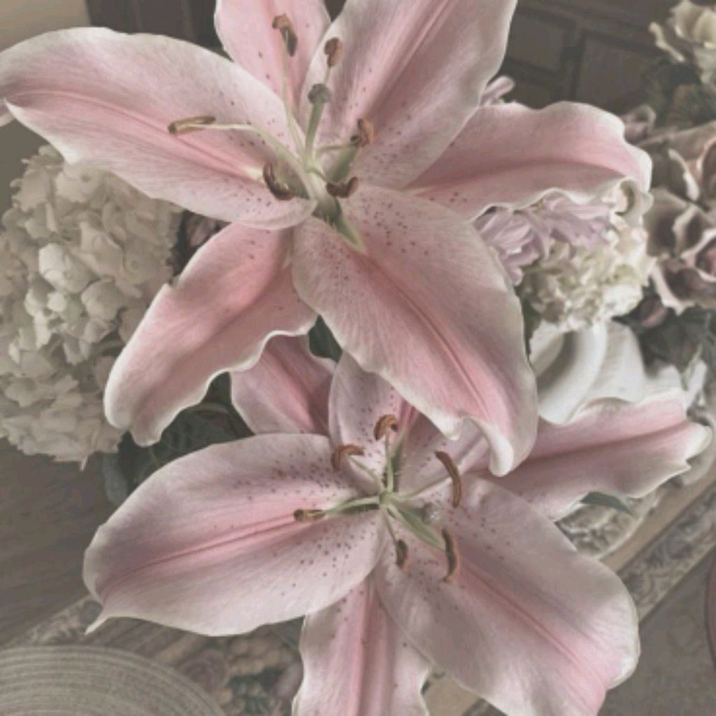 Иконка канала 🌺°Бумажная πoli°🌷