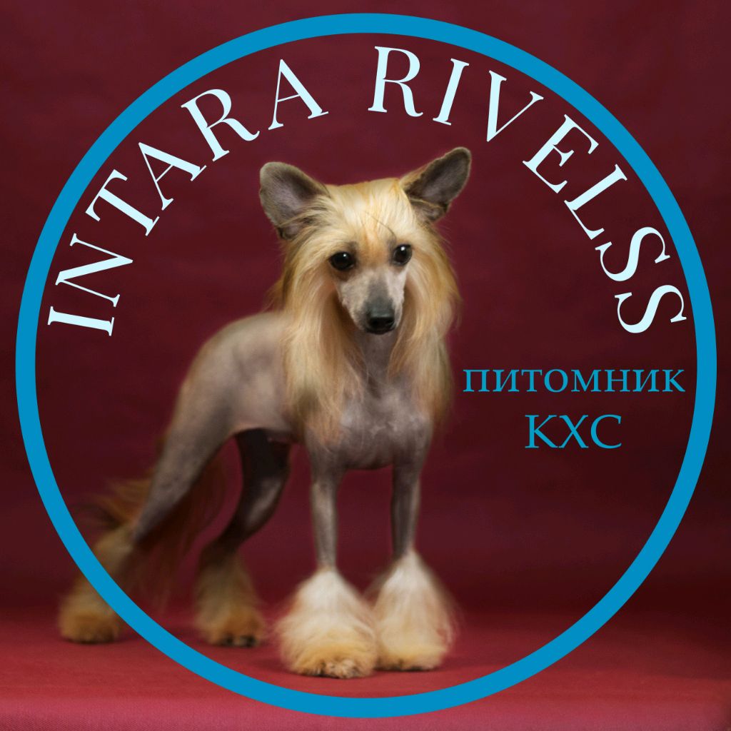 Иконка канала Intara Rivelss Chinese Crested Dog Kennel