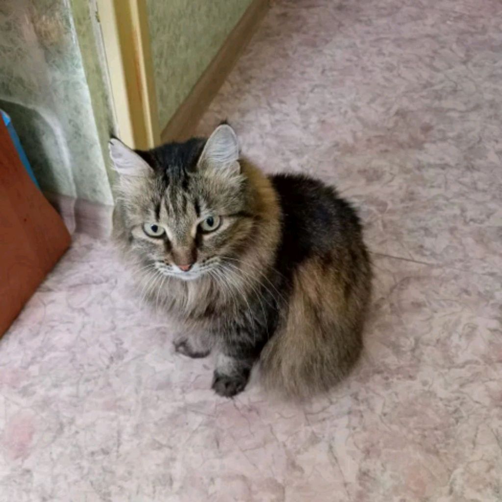 Иконка канала 🤎Рыська Милашка🐱