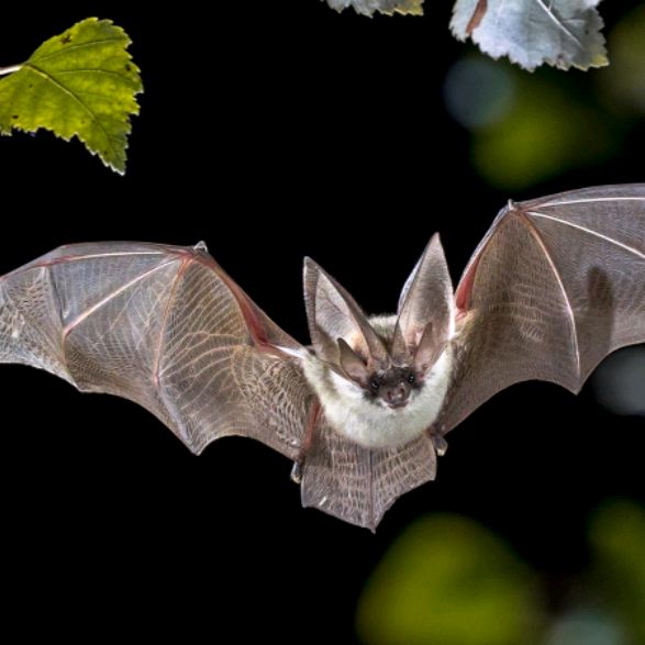 Иконка канала 🦇Летучка🦇