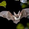 Иконка канала 🦇Летучка🦇