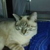 Иконка канала Спрингер