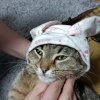 Иконка канала Котофей284