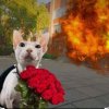 Иконка канала MEOW