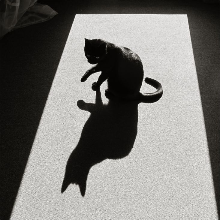 Иконка канала dark shadow