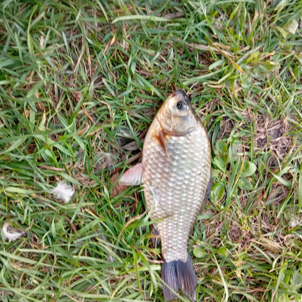 Иконка канала 🐟🐟ХардКАРП🎣