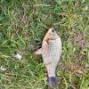 Иконка канала 🐟🐟ХардКАРП🎣