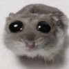Иконка канала Hamster