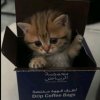 Иконка канала tubaevvv