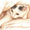 Иконка канала Дом кота