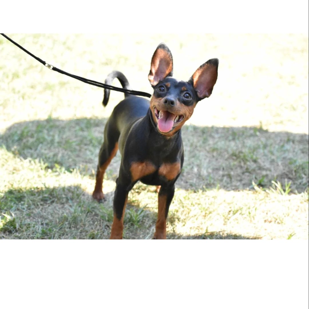 Иконка канала cheerful dog