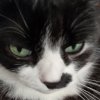 Иконка канала Злой Котость