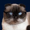 Иконка канала Зефир — Кот Учёный