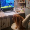 Иконка канала ЧИЗЕР