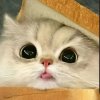 Иконка канала channel81677030