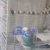 Иконка канала Крутые Попугайчики
