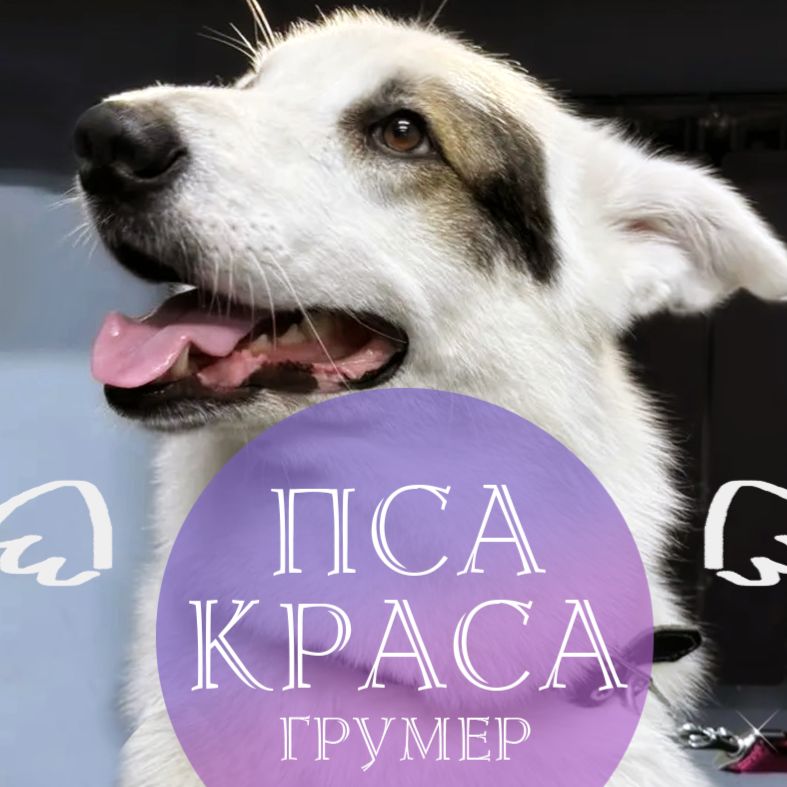 Иконка канала Пса Краса. Челябинск.