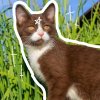 Иконка канала ☆MILLIE/CAT☆