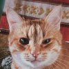 Иконка канала Весёлые И Пушистые