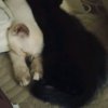Иконка канала Dema And Asya