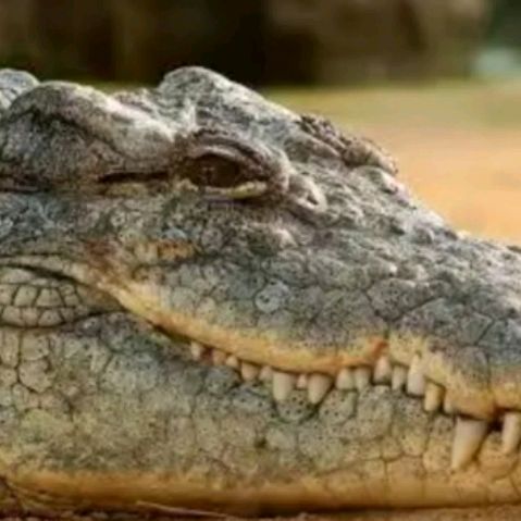 Иконка канала Crocodile BS