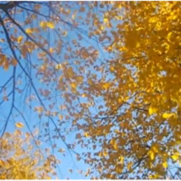 Иконка канала 🍁🍂Даша🍂🍁