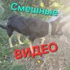 Иконка канала Смешные, Весёлые Видео.