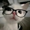 Иконка канала 🐆~ Кошечка~🐱