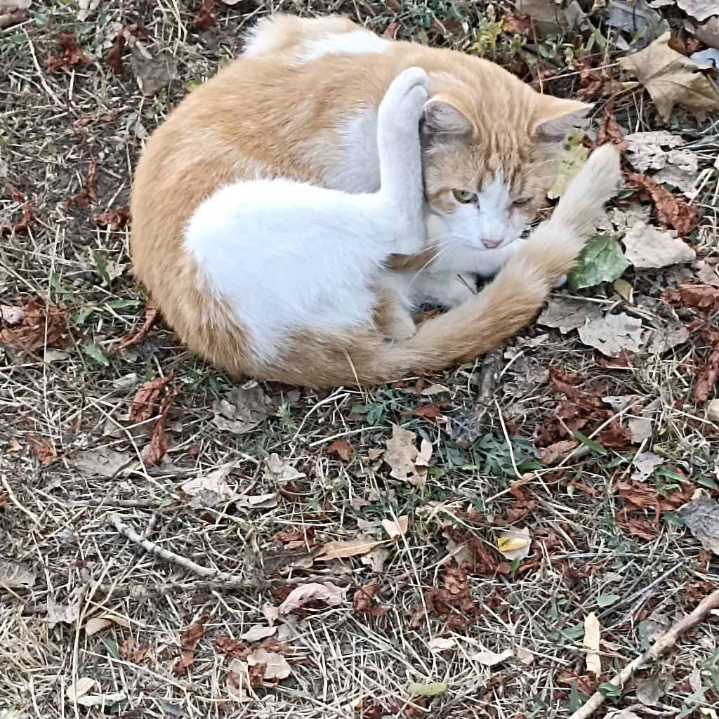 Иконка канала Котики 🐱🐱🐱