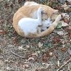 Иконка канала Котики 🐱🐱🐱