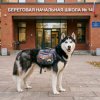 Иконка канала Хаски
