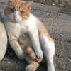 Иконка канала channel81746385