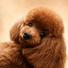 Иконка канала Белла | Из Москвы на Кавказ 🐩