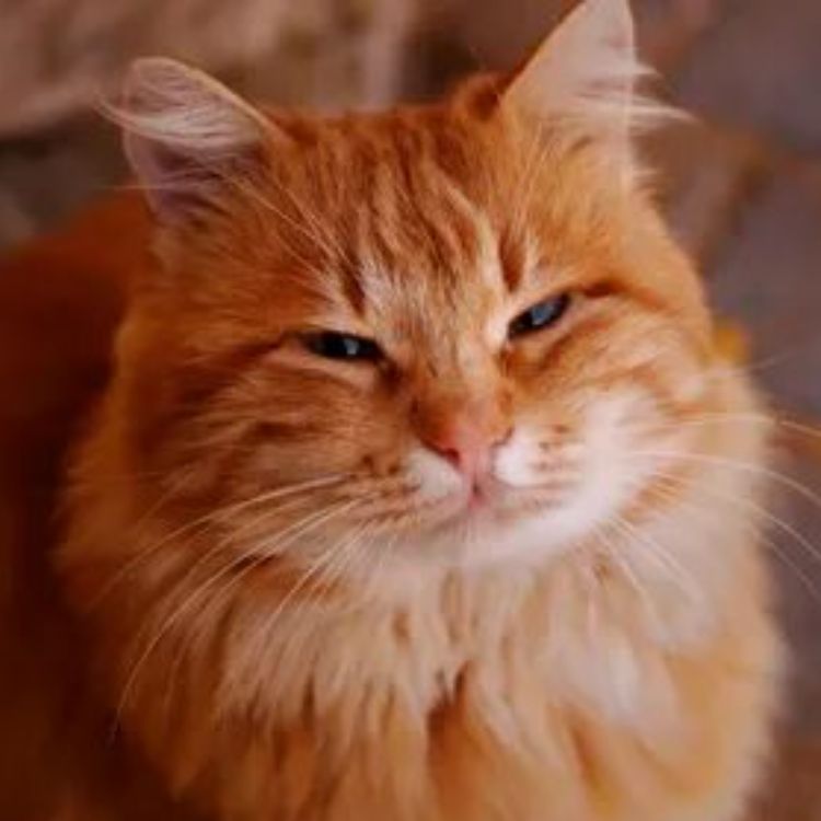 Иконка канала CatsTeam