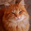 Иконка канала CatsTeam