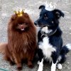 Иконка канала Великая Юкиша первая из Супер Стаи👑🐺🔥