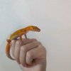 Иконка канала Ящерица Лео