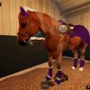 Иконка канала Кск_horse.qust🏇🏻🪻
