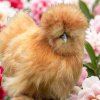Иконка канала ꧁Золотое Крыло ꧂